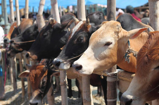 Bakra Eid 2022 - Chef Cookware